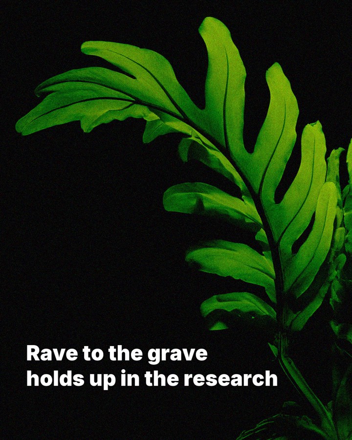Rave to the grave holds up in the research, slide 1